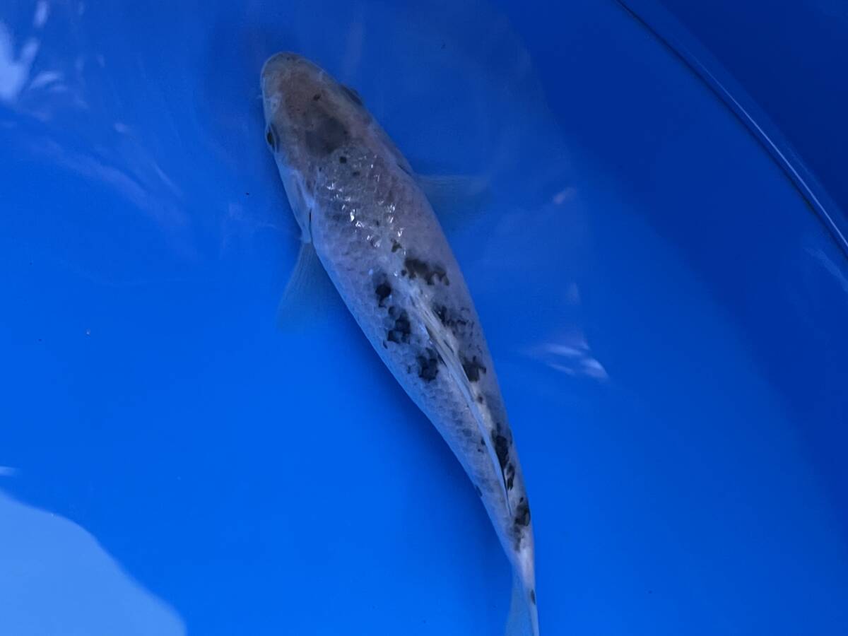 ★特選★令和6年産 珍しい綺麗な墨模様の影べっ甲16cm程度拍卖