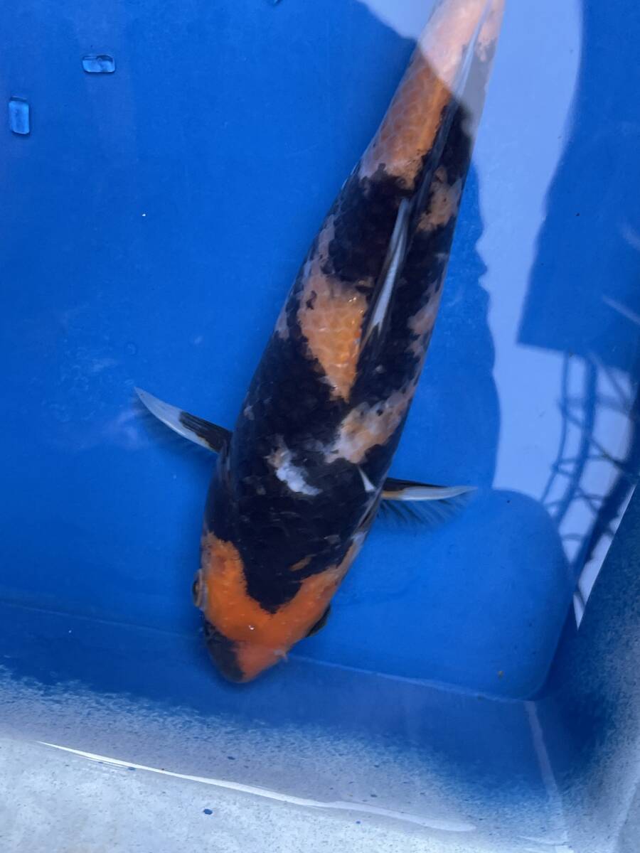 ★特選★令和5年産 大日系の綺麗な市松模様の墨のいい紅昭和21cm程度拍卖