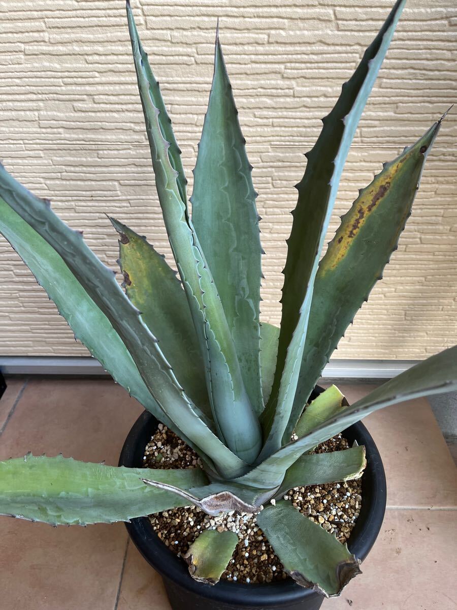 アガベ プロトアメリカーナ ジャンクション 2拍卖