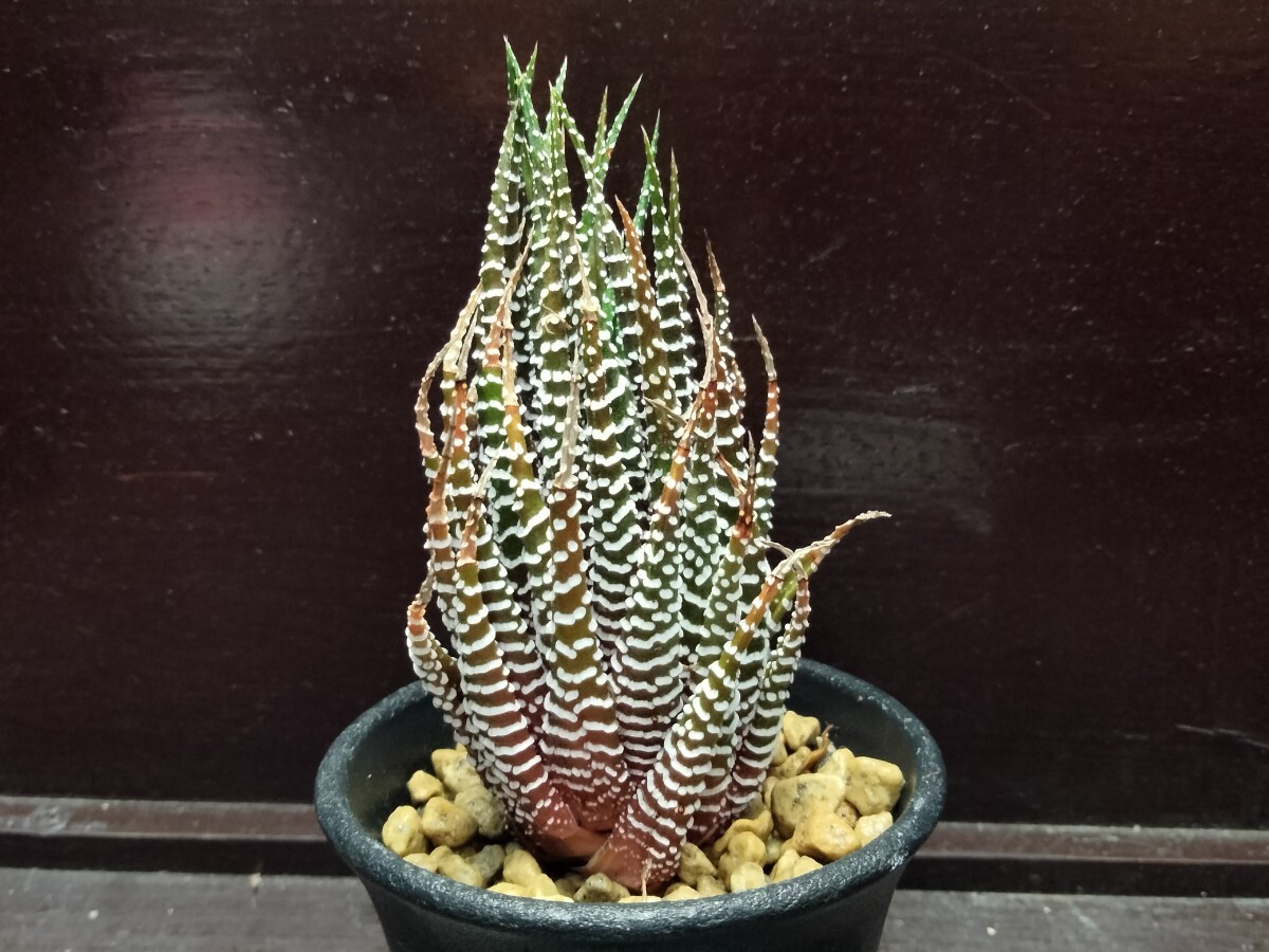 【即決】'Haworthia ' 十二の爪' 【送料無料】拍卖