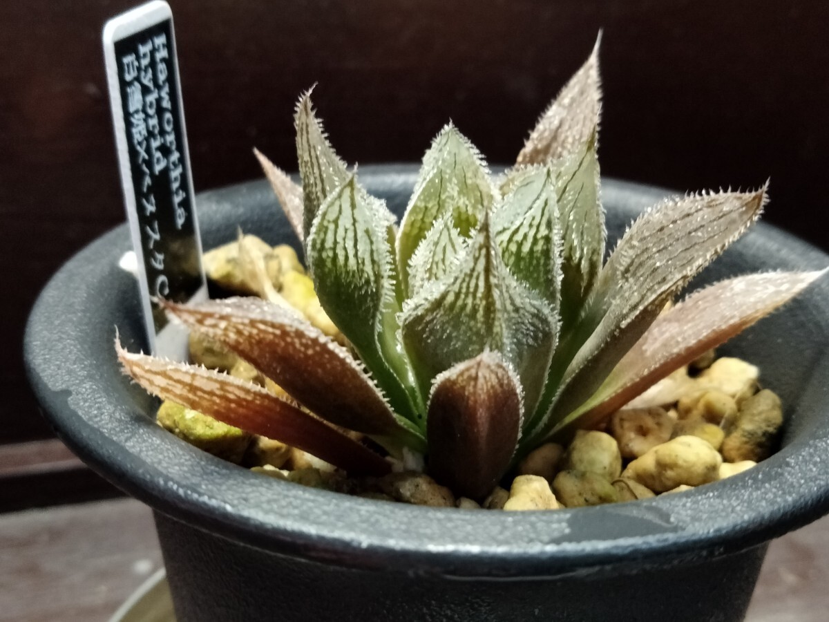 'Haworthia hybrid 白雪姫 × べヌスタC 【送料無料】拍卖