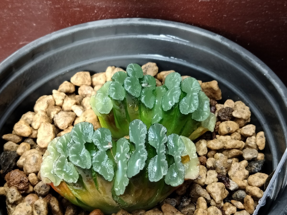 【即決】'Haworthia '玉扇 '1 【送料無料】拍卖