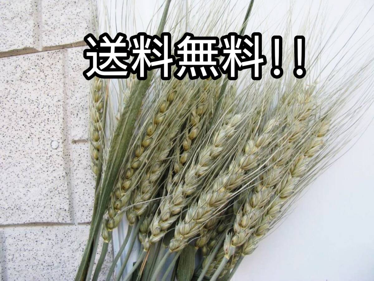 【送料無料】めぐみ工房 北海道ドライフラワー 北海道産・秋小麦20本セット リース拍卖