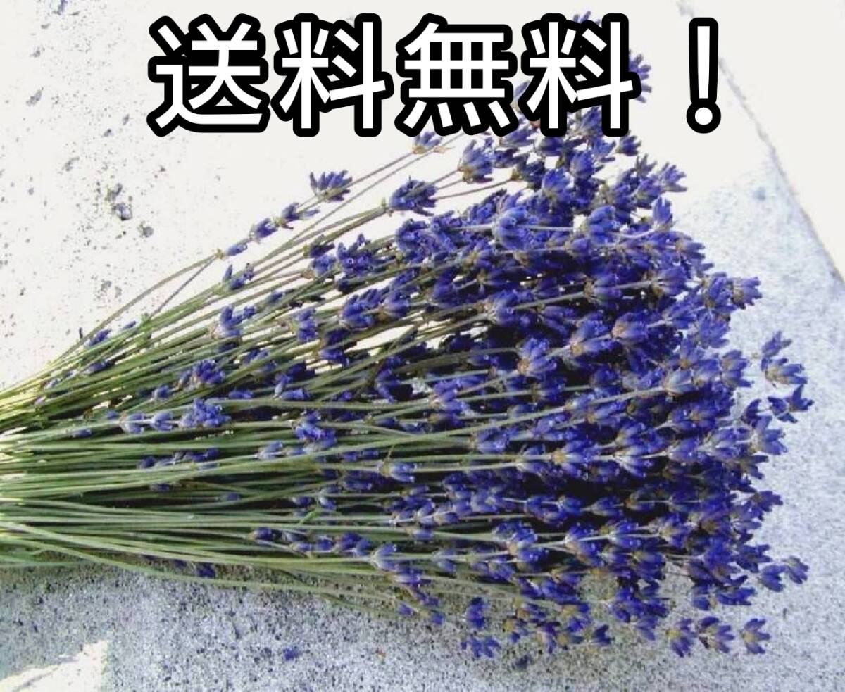 【送料無料】富良野オカムラサキラベンダー・めぐみ工房 北海道ドライフラワー拍卖