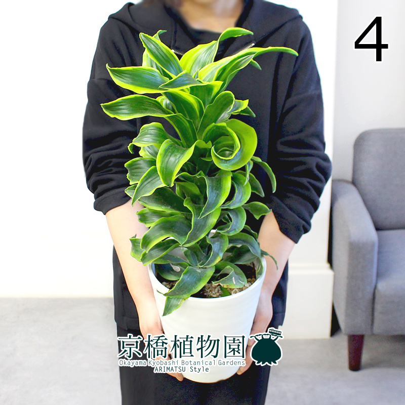 【現品】ドラセナ・トルネード 斑入り 6号 白セラアート鉢(4)Dracaena deremensis cv. Tornado拍卖