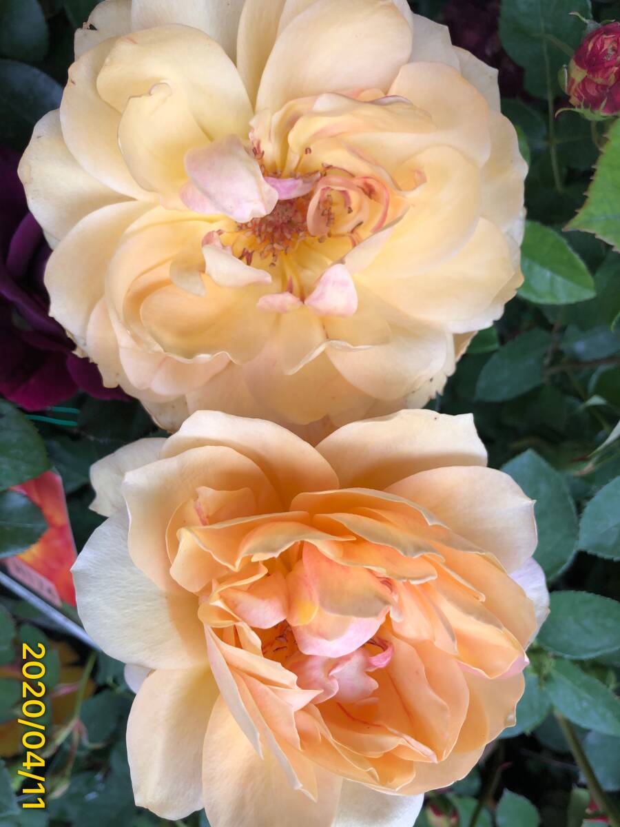 6347 有明サンセット★四季咲き大輪★6号大苗拍卖