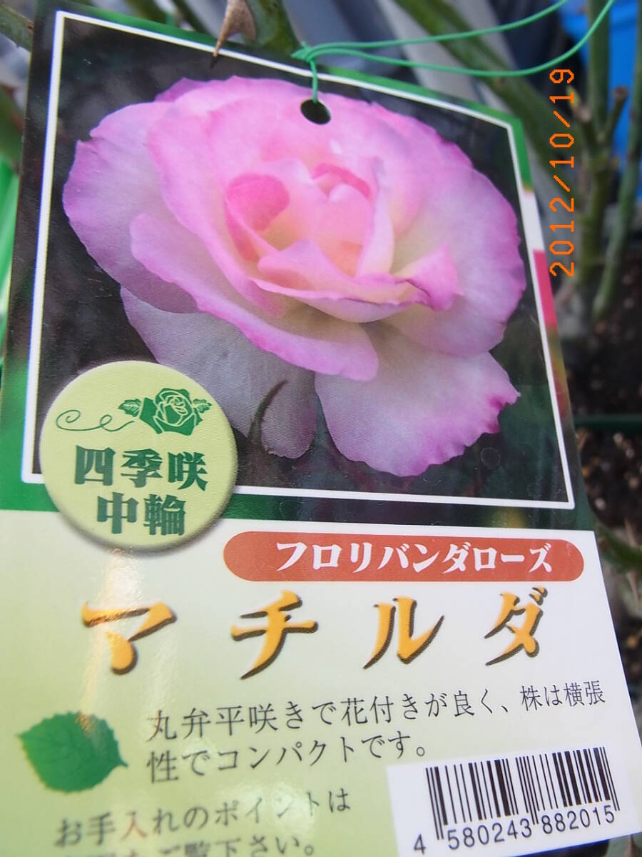 6363  マチルダ★四季咲中輪八重咲 多花性★清楚で可憐な花★6号大苗拍卖