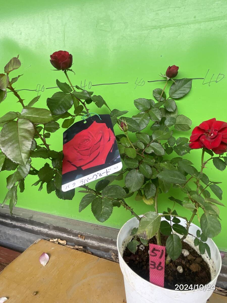 5136  ラバグルート★四季咲き.ビロードがかる赤紅色中輪房咲き★5号拍卖