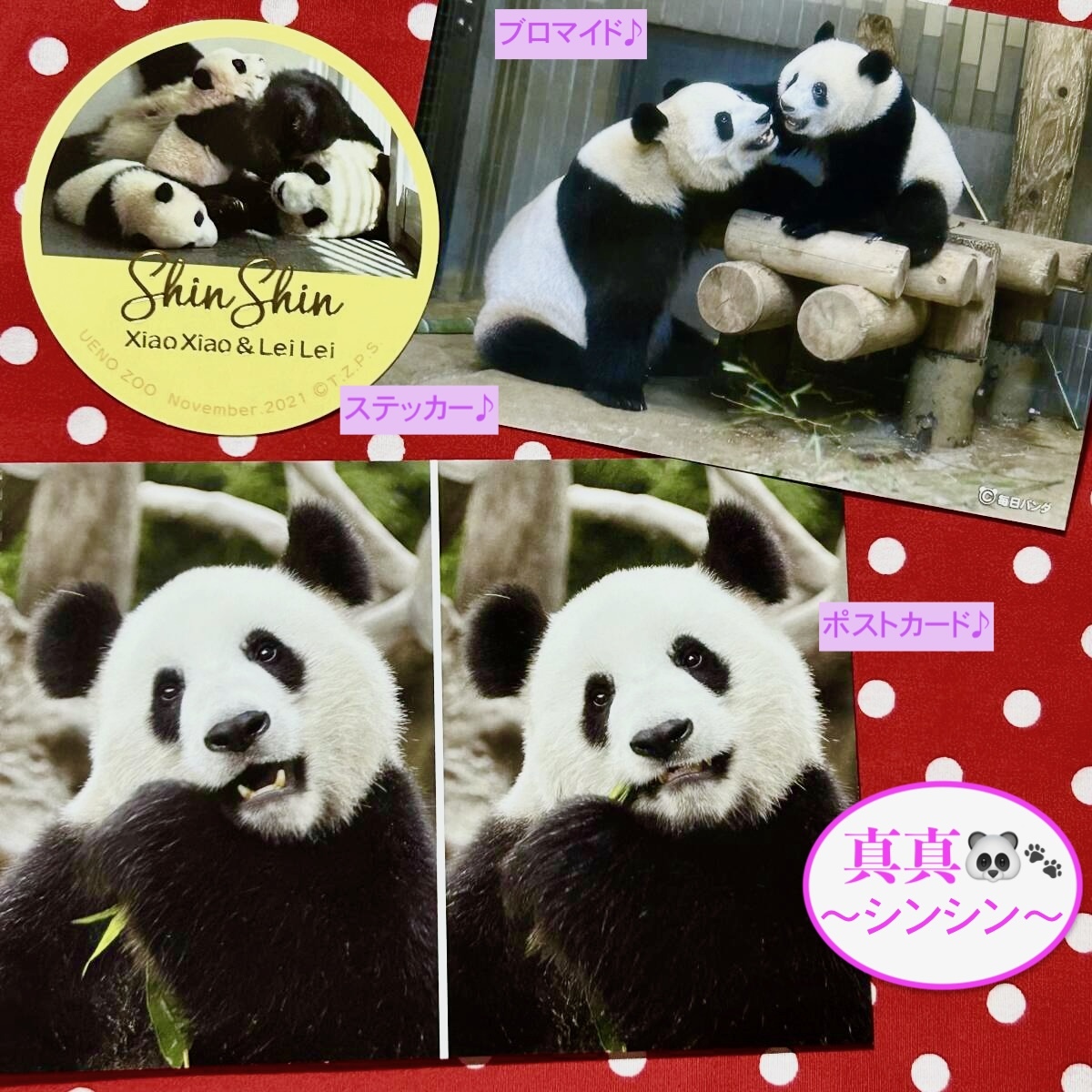 【シンシン(真真)】上野動物園 ポストカード&ステッカー・毎日パンダ L判ブロマイド ③ ジャイアントパンダ リーリー シャンシャン拍卖