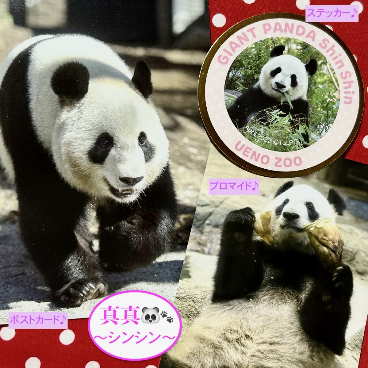 【シンシン(真真)】上野動物園 ポストカード&ステッカー・毎日パンダ L判ブロマイド ① ジャイアントパンダ リーリー シャンシャン拍卖