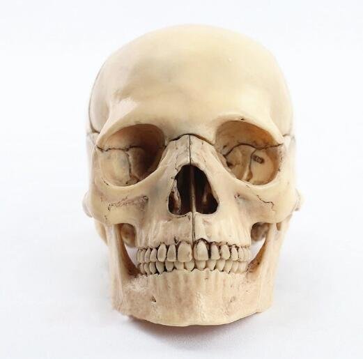 OHJ354★医療教育1:2 完成品 医学 模型 ■ 頭蓋骨 模型 15部品 取り外し 可能 解 医学モデル 教材 大学ル剖 医療 教育 ツー 医療人間 大人拍卖