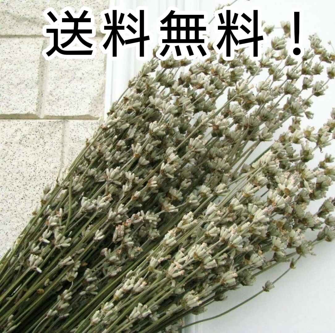 【送料無料】富良野ホワイトラベンダー☆めぐみ工房 北海道ドライフラワー拍卖