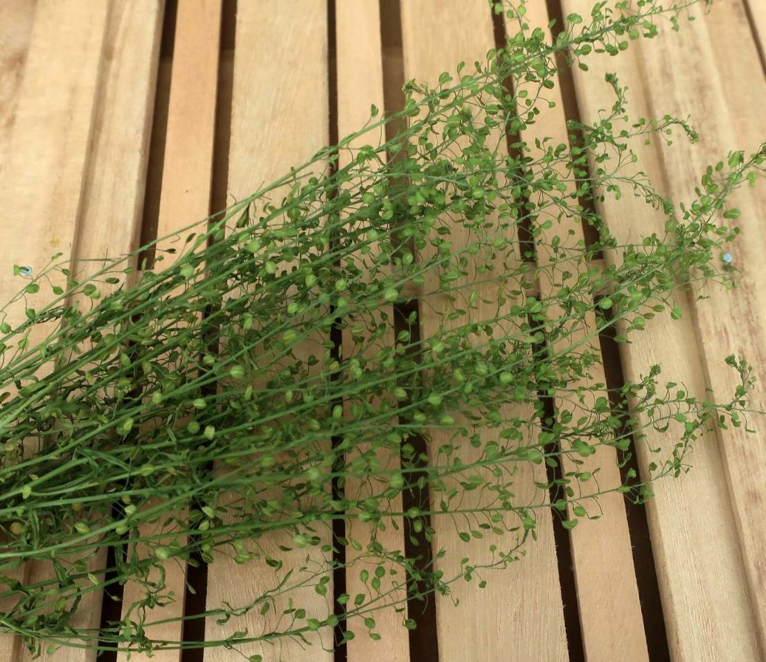 めぐみ工房 北海道ドライフラワー ペティーコート・ハーバリウム 花材 リース プリザーブドフラワー フラワーアレンジメント拍卖