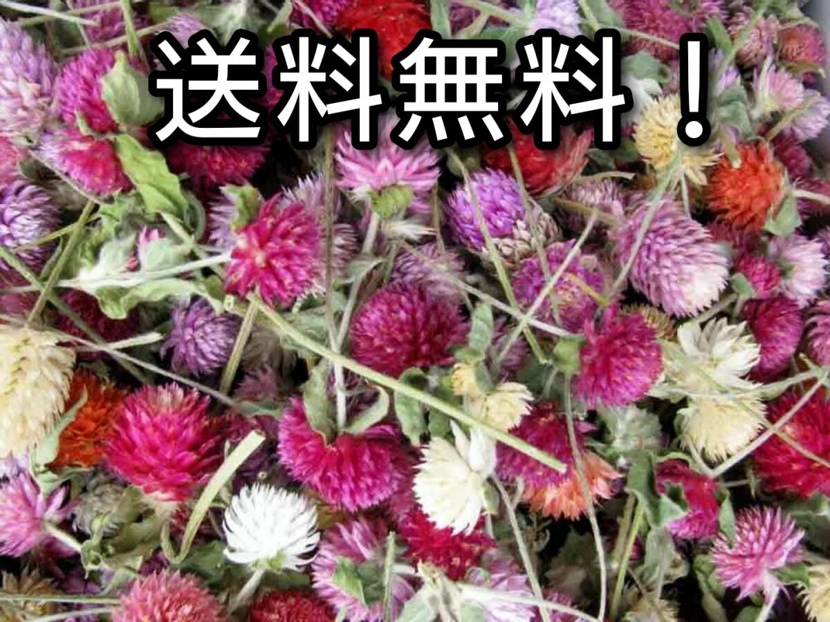 【送料無料】千日紅ミックス☆めぐみ工房 北海道ドライフラワー拍卖