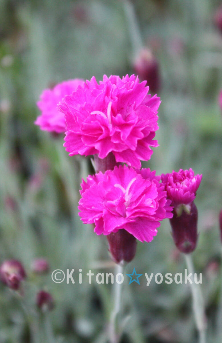 八重咲撫子(ヤエザキ・ナデシコ) ◇ナデシコ科 3寸ポリポット栽培 ☆開花時期6月~拍卖