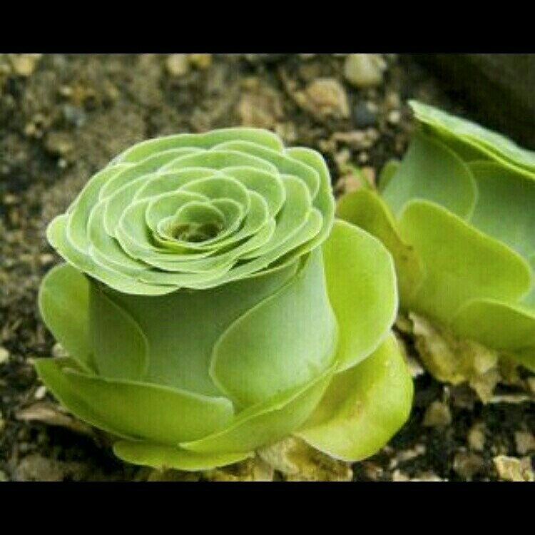 種10粒 グリーノビア オーレア 多肉植物拍卖
