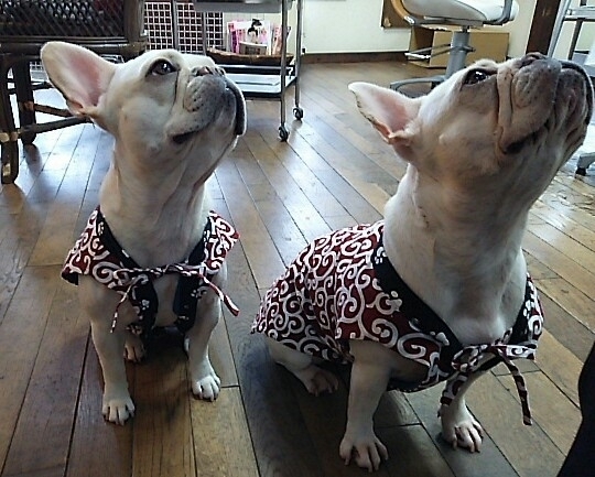 ♪オーダー!唐草模様ちゃんちゃんこ♪拍卖