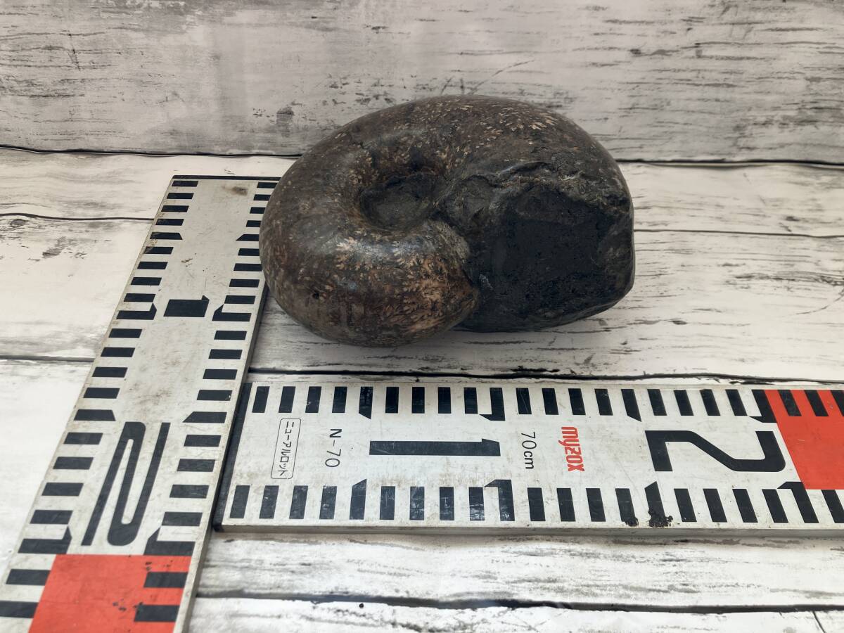 アンモナイト 重量約2Kg  約15㎝×12㎝ 高さ約5㎝~8㎝拍卖