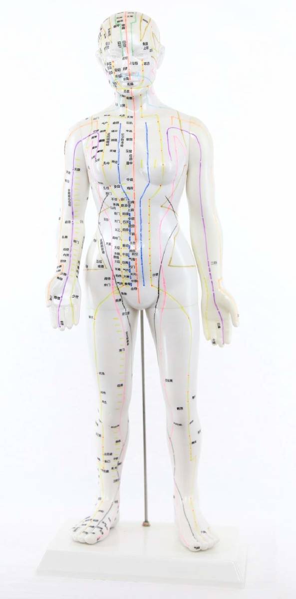 格安 鍼灸経穴人形 手刻「鍼・灸・経穴人形」 56cm 女性拍卖