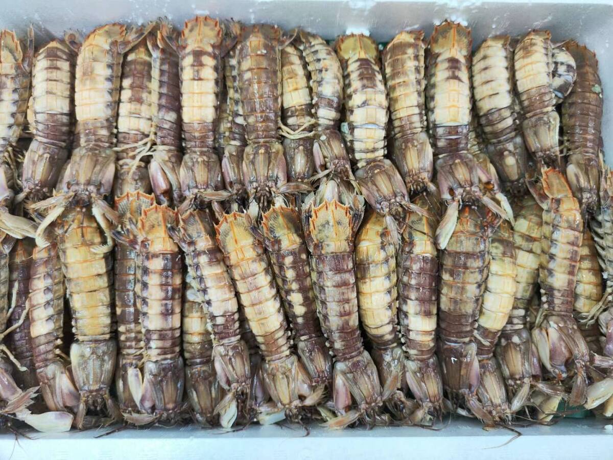 冷凍ボイルシャコ 300g 1尾約30~50g拍卖