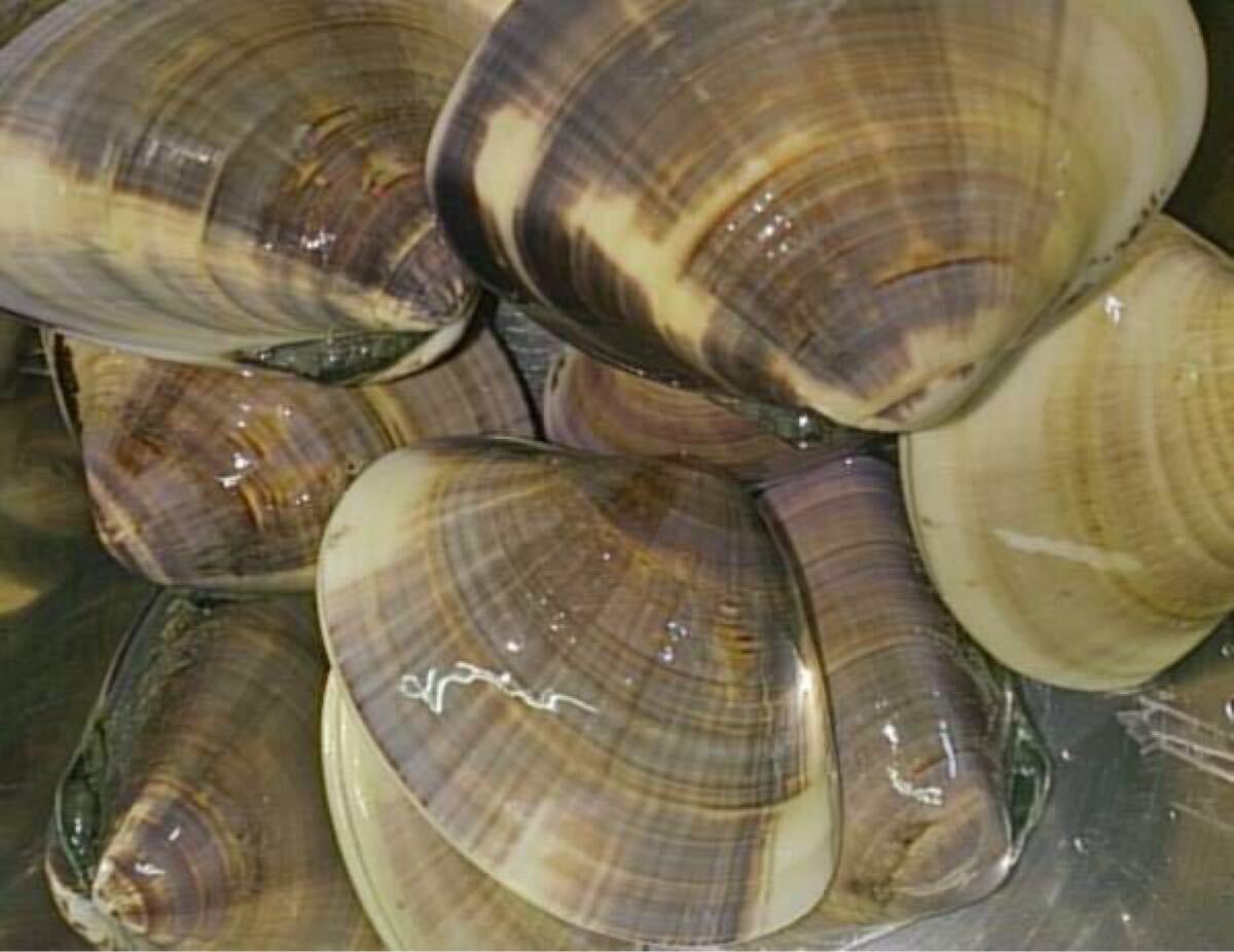 c 国産 活生はまぐり特大3kg 静岡県沼津港より直送!拍卖