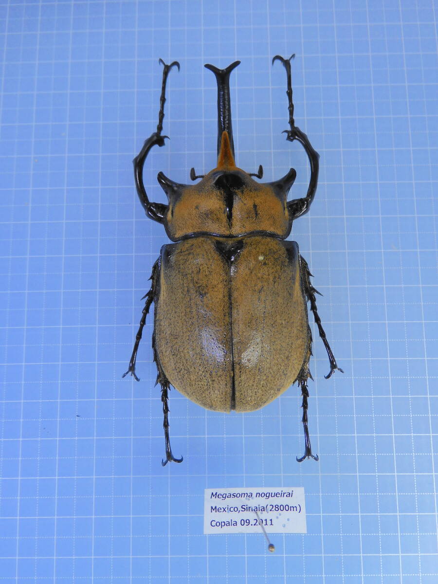 ☆メキシコ産 ノゲイラゾウカブト 84mm拍卖