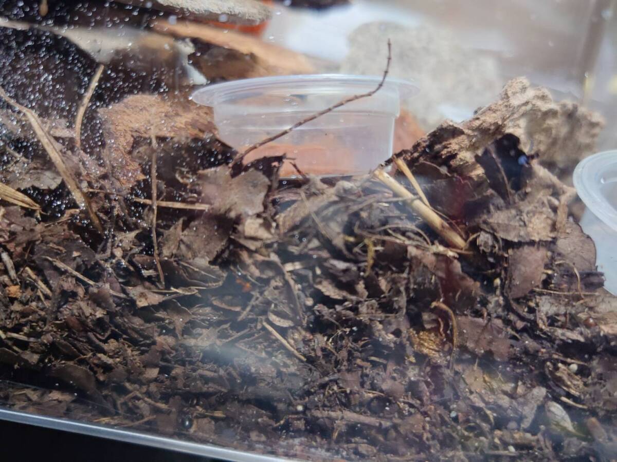 10匹+1匹Hemithyrsocera palliata (Pallid Sun Roach)ゴキブリローチ⑱拍卖