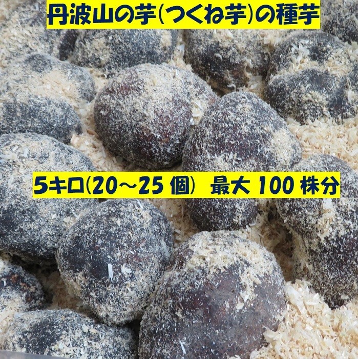 全国送料無料 丹波山の芋 大玉 5キロ 種子候補 タネイモ 40株分 長期保存 食用OK つくね芋 山芋 とろろ拍卖