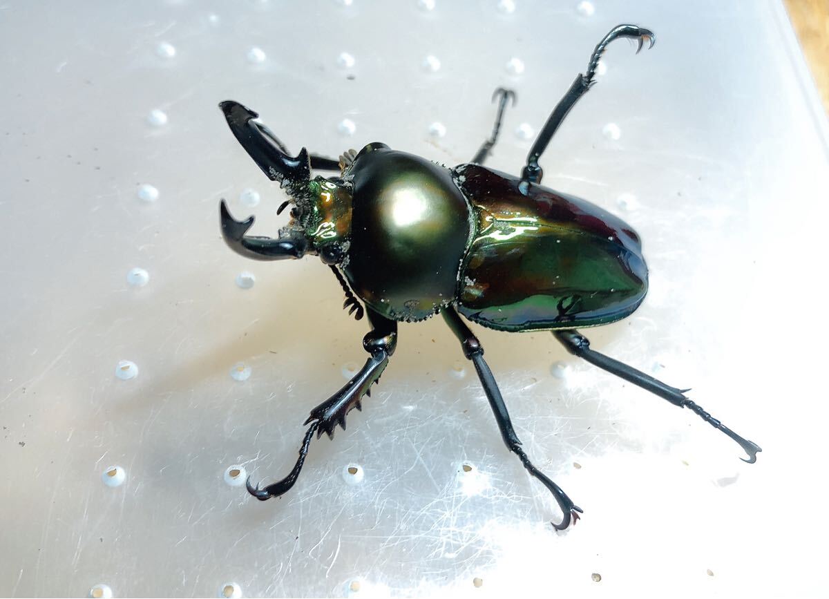 『M576』超緑ニジイロクワガタ (クイーンズランド)♂48mm単体拍卖