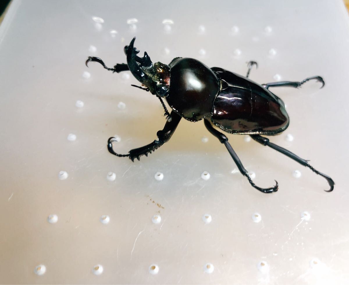 『M584』超黒ニジイロクワガタ (クイーンズランド)♂44mm単体拍卖