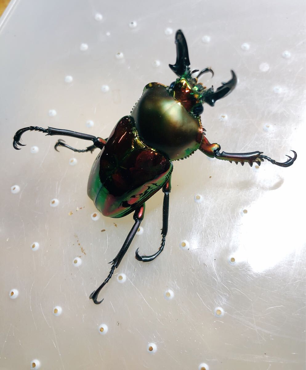 『M585』超赤ニジイロクワガタ (クイーンズランド)♂44mm単体拍卖