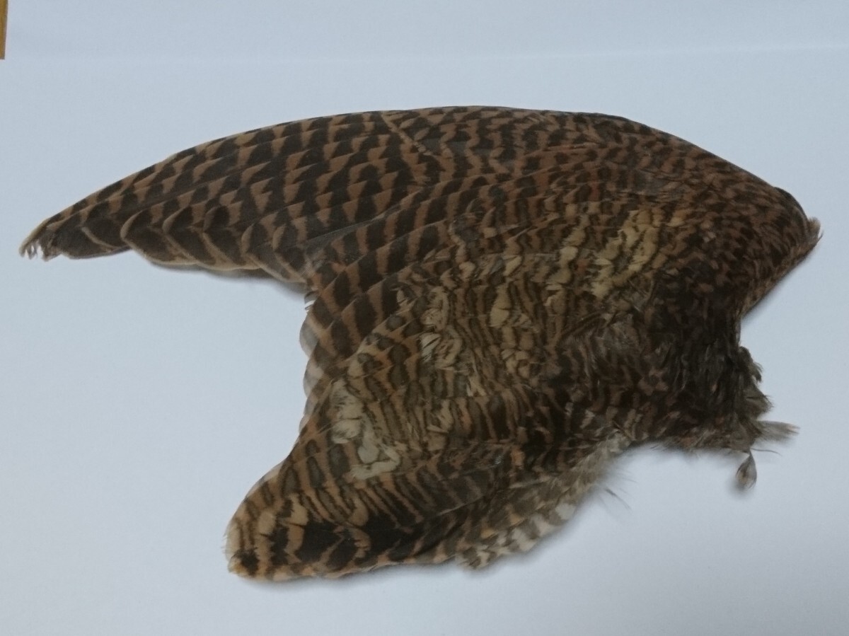 フライマテリアル拍卖