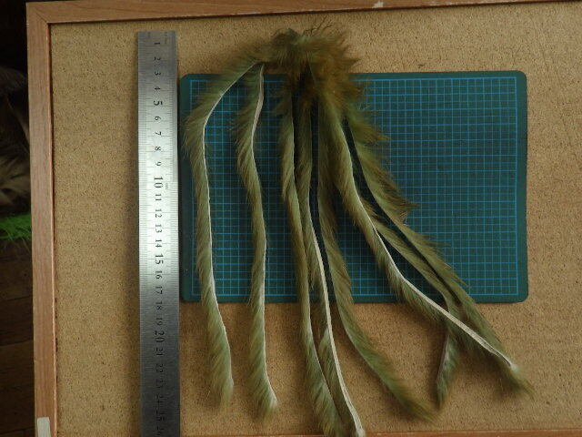 ZKD801 ゾンカー ラビット オリーブバリアント 8p拍卖