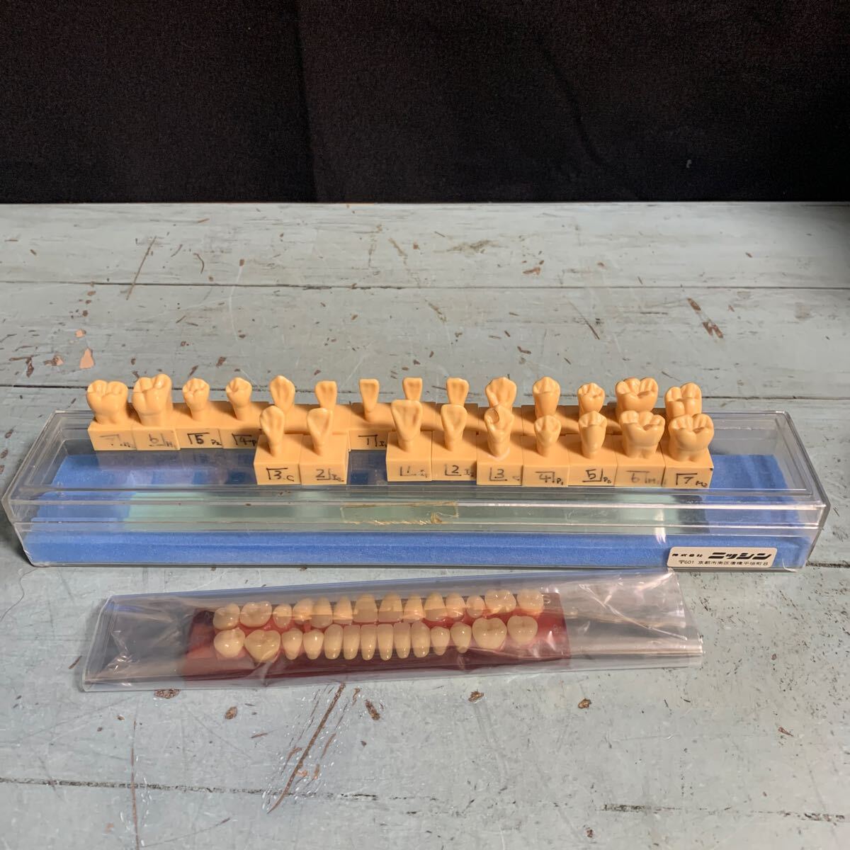 歯科 模型 ニッシン nissin 歯牙 BioACE20 514 S 歯型 学習用模型 歯科 人体模型 人間 骨 歯型 デンタル 歯医者 置物 オブジェ (A-1026)拍卖