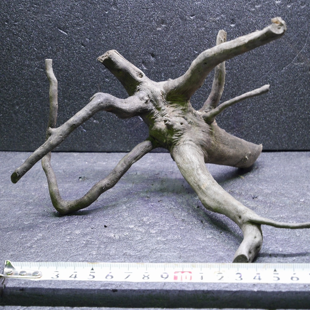 枝流木 リベラ ウッドルーツS 1点物 No.182 天然 デルフィス アク抜き済み レイアウト アクアリウム RIVERA拍卖