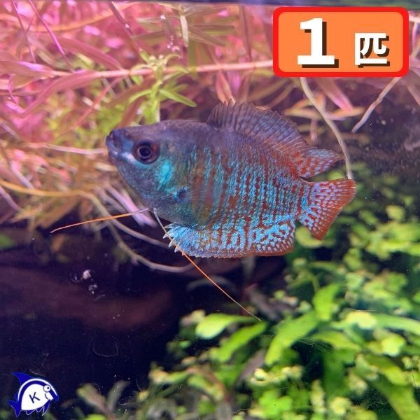 熱帯魚 ネオンドワーフグラミー オス ♂ 1匹 アナバス拍卖
