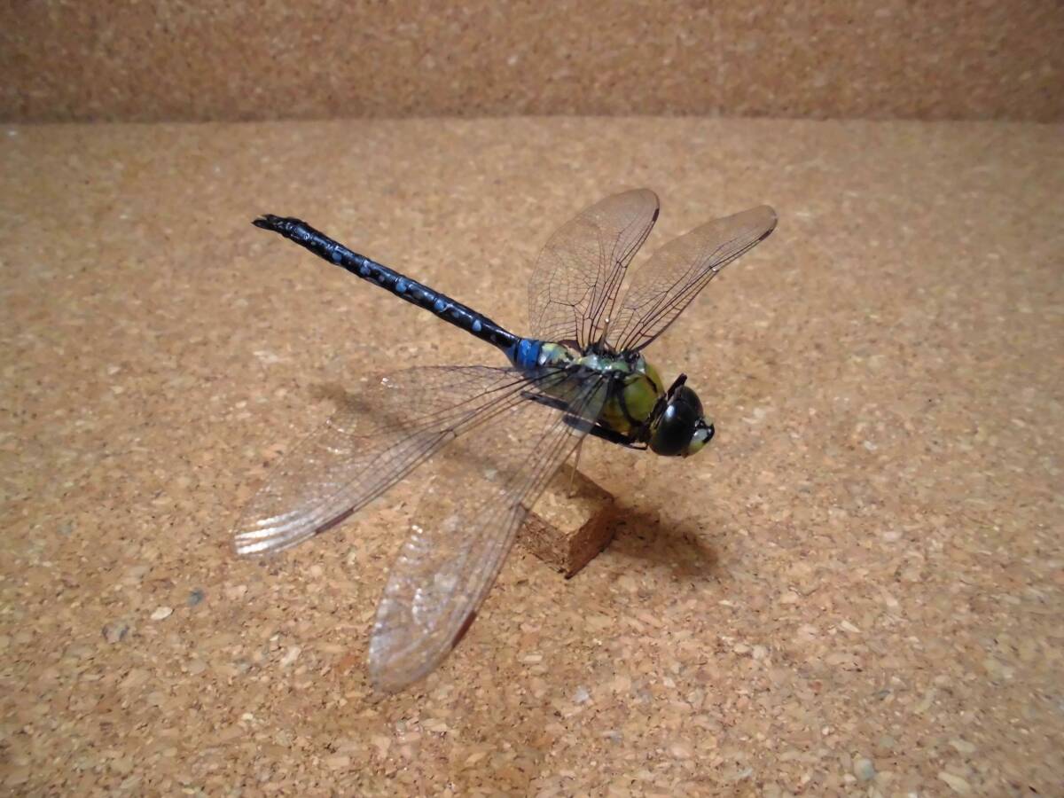 クロスジギンヤンマ 雄 ♂ ヤンマ トンボ とんぼ 昆虫 標本 東京産 検) 原色日本昆虫図鑑 マルタンヤンマ ネアカヨシヤンマ拍卖