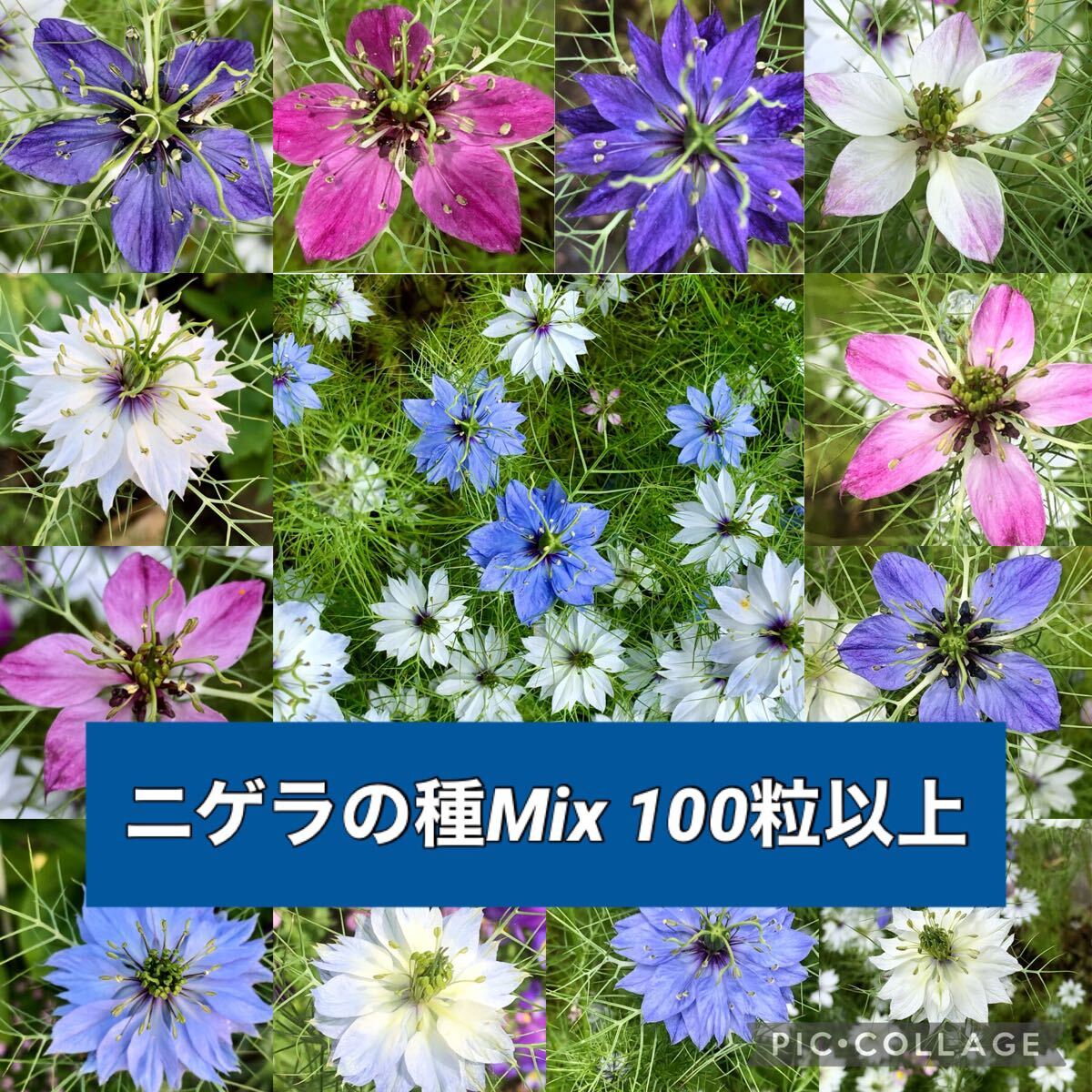 ニゲラの種 花の種拍卖
