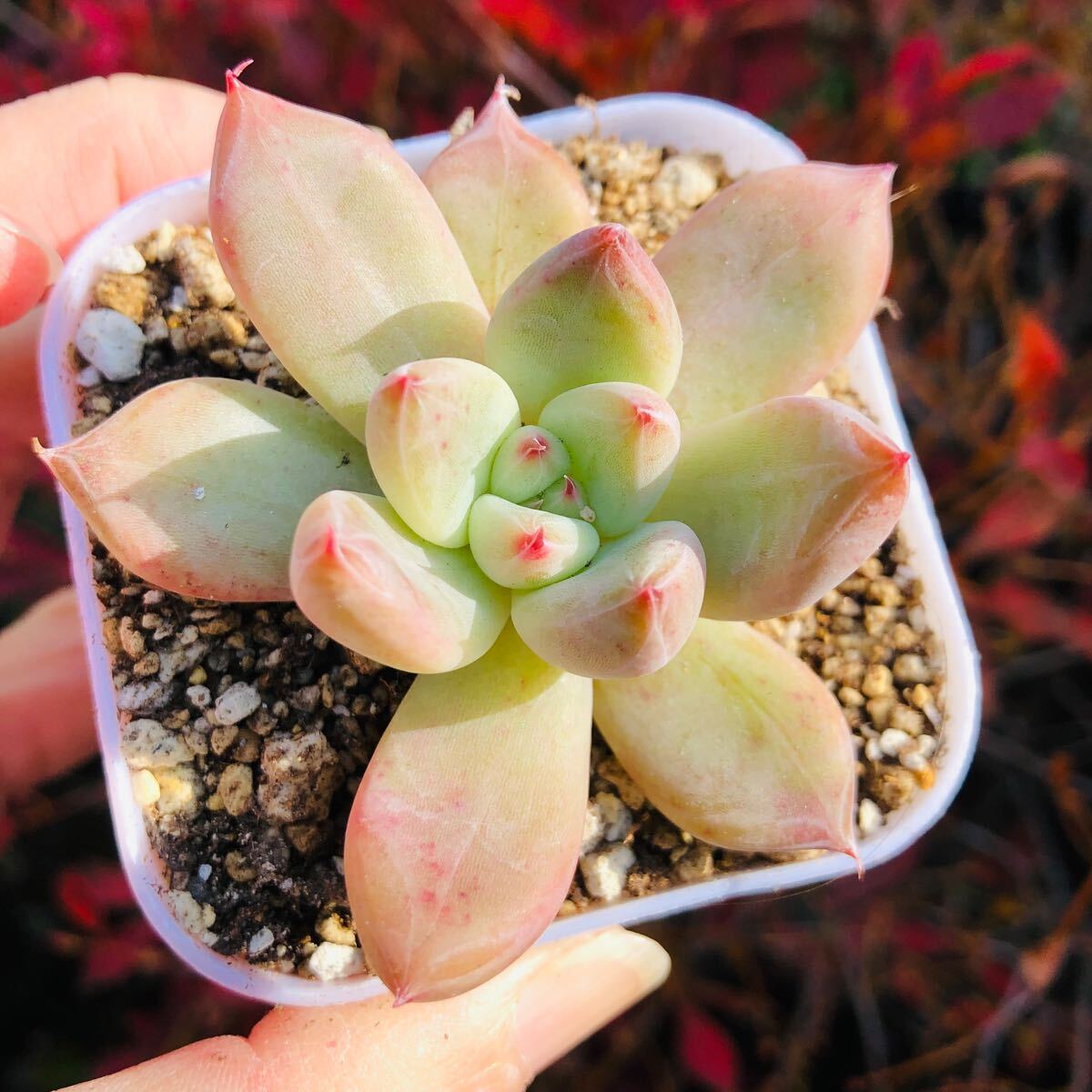ウェディングリング 発根済み エケベリア 多肉植物拍卖