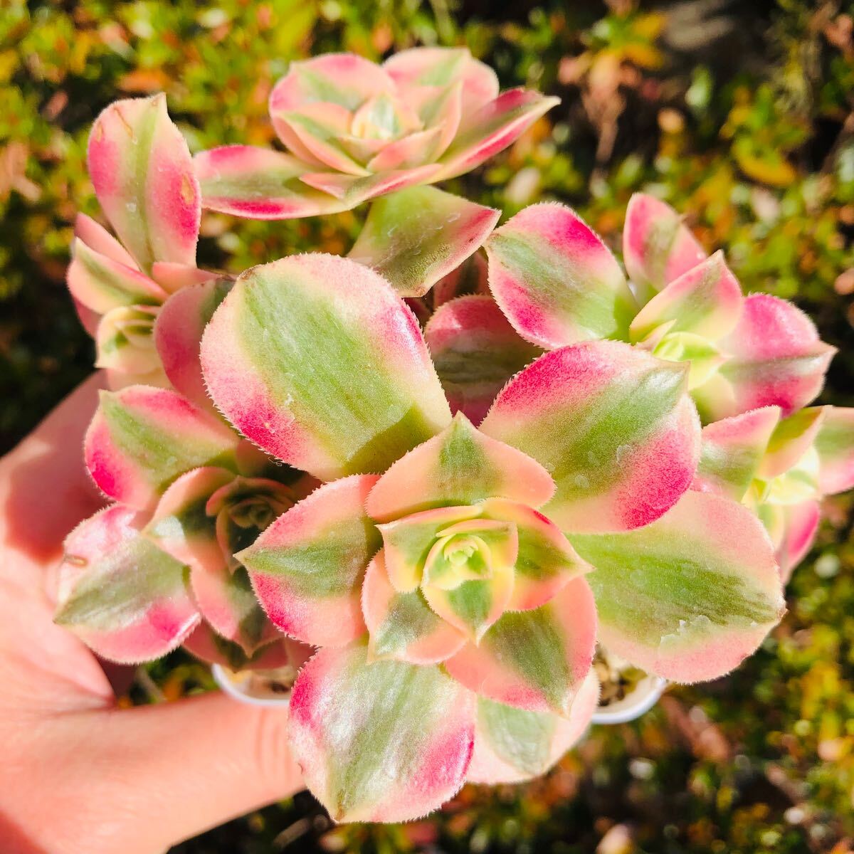 ピンクウィッチ 群生 6頭 アエオニウム 多肉植物拍卖