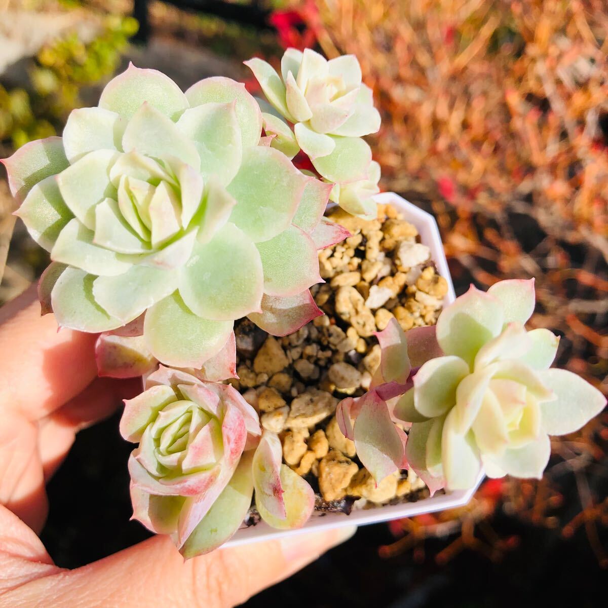 静月 群生 4頭 エケベリア 多肉植物拍卖