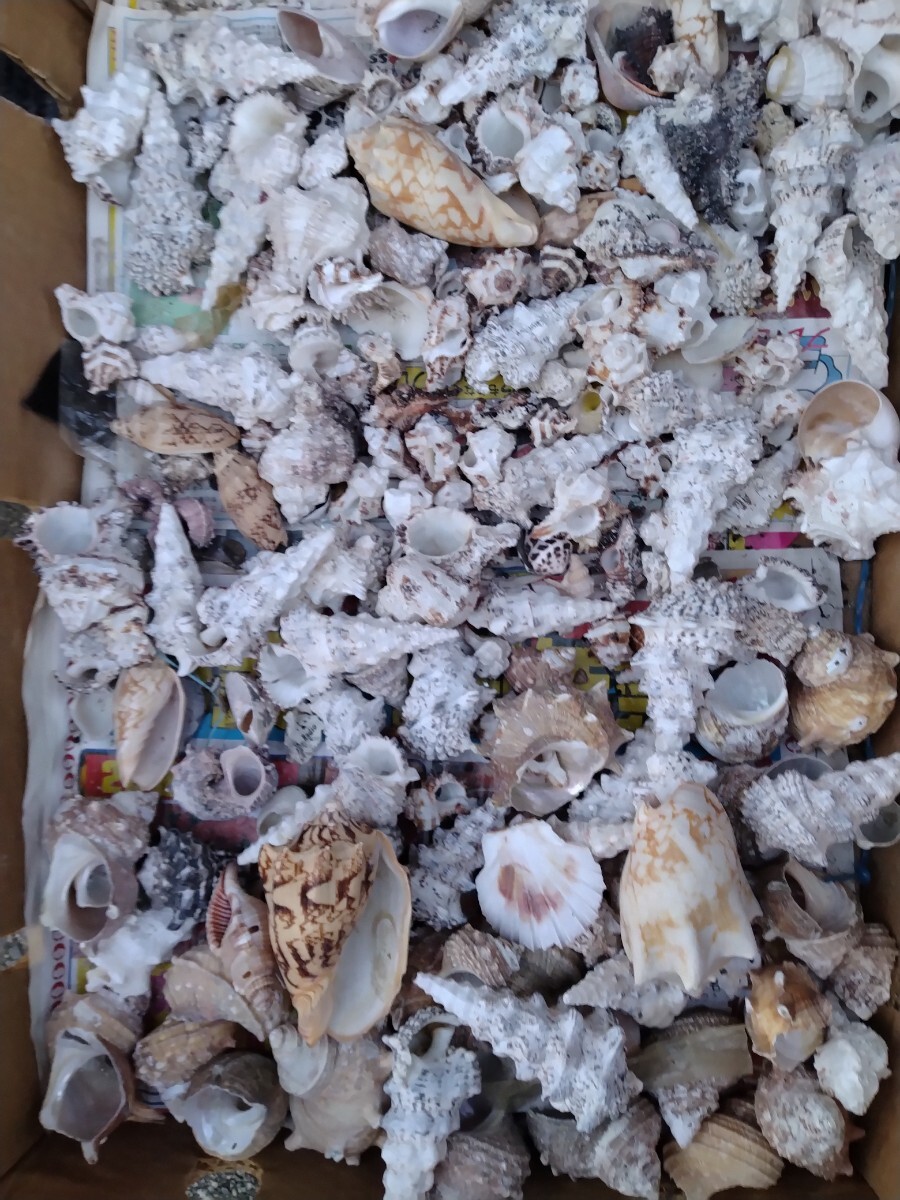 【約100個】貝殻 標本 アクアリウム 置物 大量 まとめて拍卖