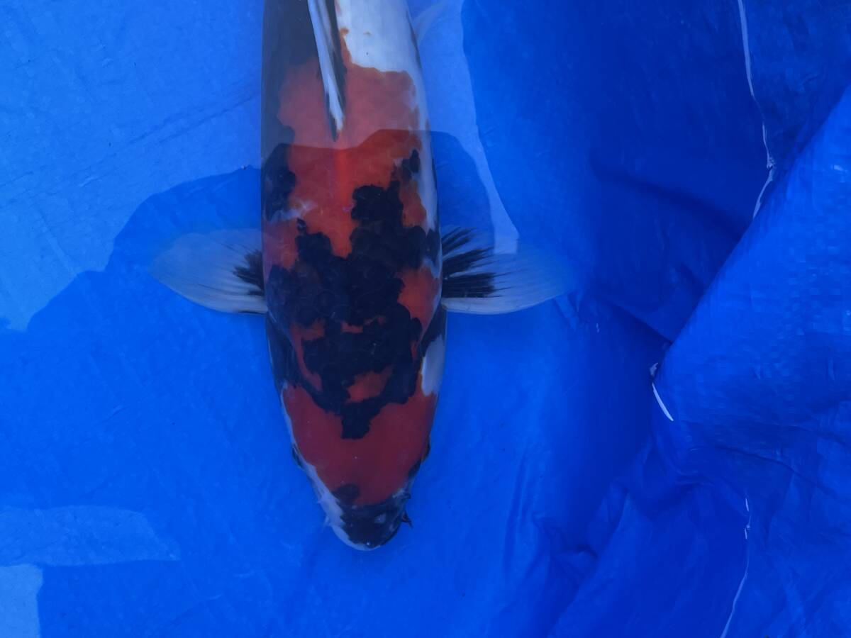 ★特選池揚げ記念★令和5年産 大日系の綺麗な模様で墨のいい昭和39cm程度拍卖