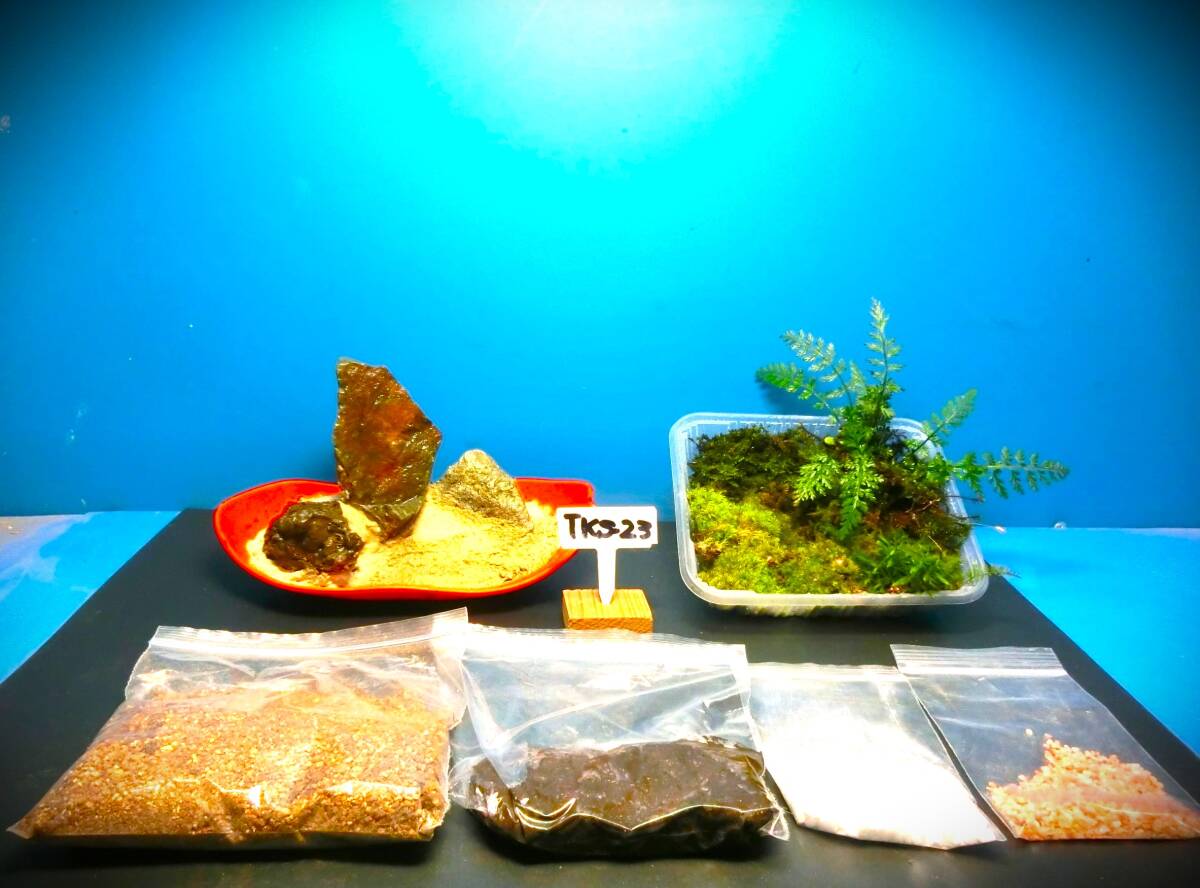 ♥♥夢道園の/苔テラリユムを作ってみませんか楽しいですよ■苔テラリユム製作キット■盆栽■山野草■TKS-23♥♥拍卖