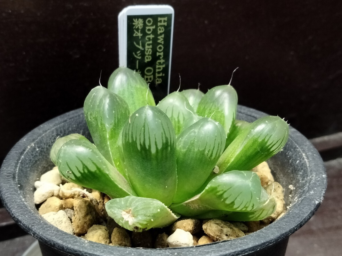 【即決】'Haworthia obtusa OB-1 紫オブツーサ実生カキコ ' 【送料無料】拍卖