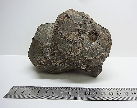 【Q0411】北海道 三笠市 熊追沢 アンモナイト拍卖