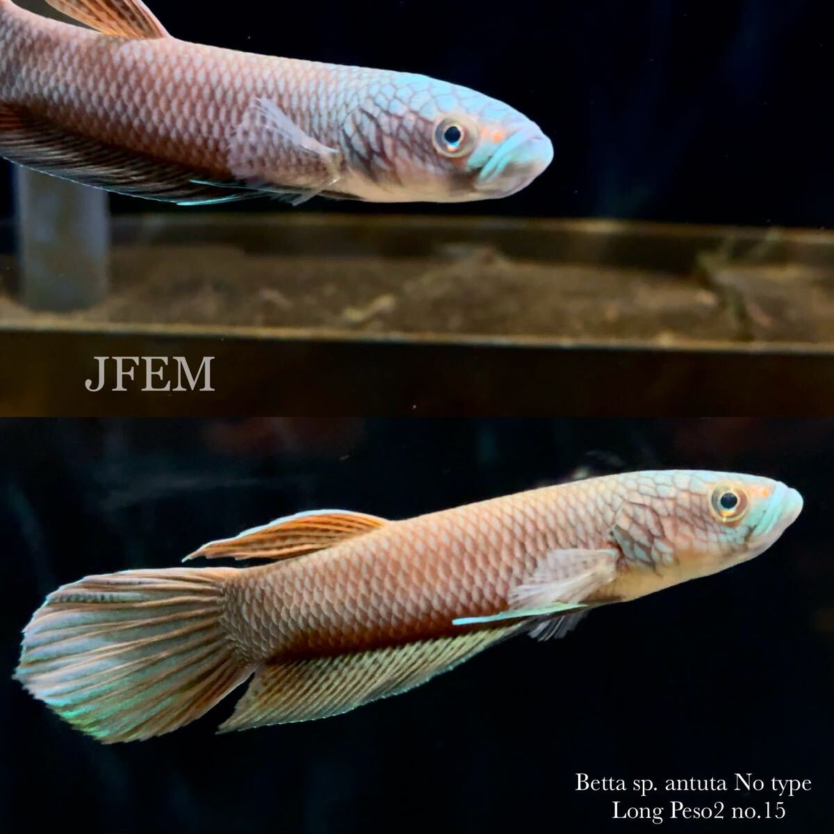 ベタsp.アントゥタ ノータイプ “ロンペソ2” Betta sp. antuta No type “Long Peso2” no.15/ ジェフェム JFEM拍卖