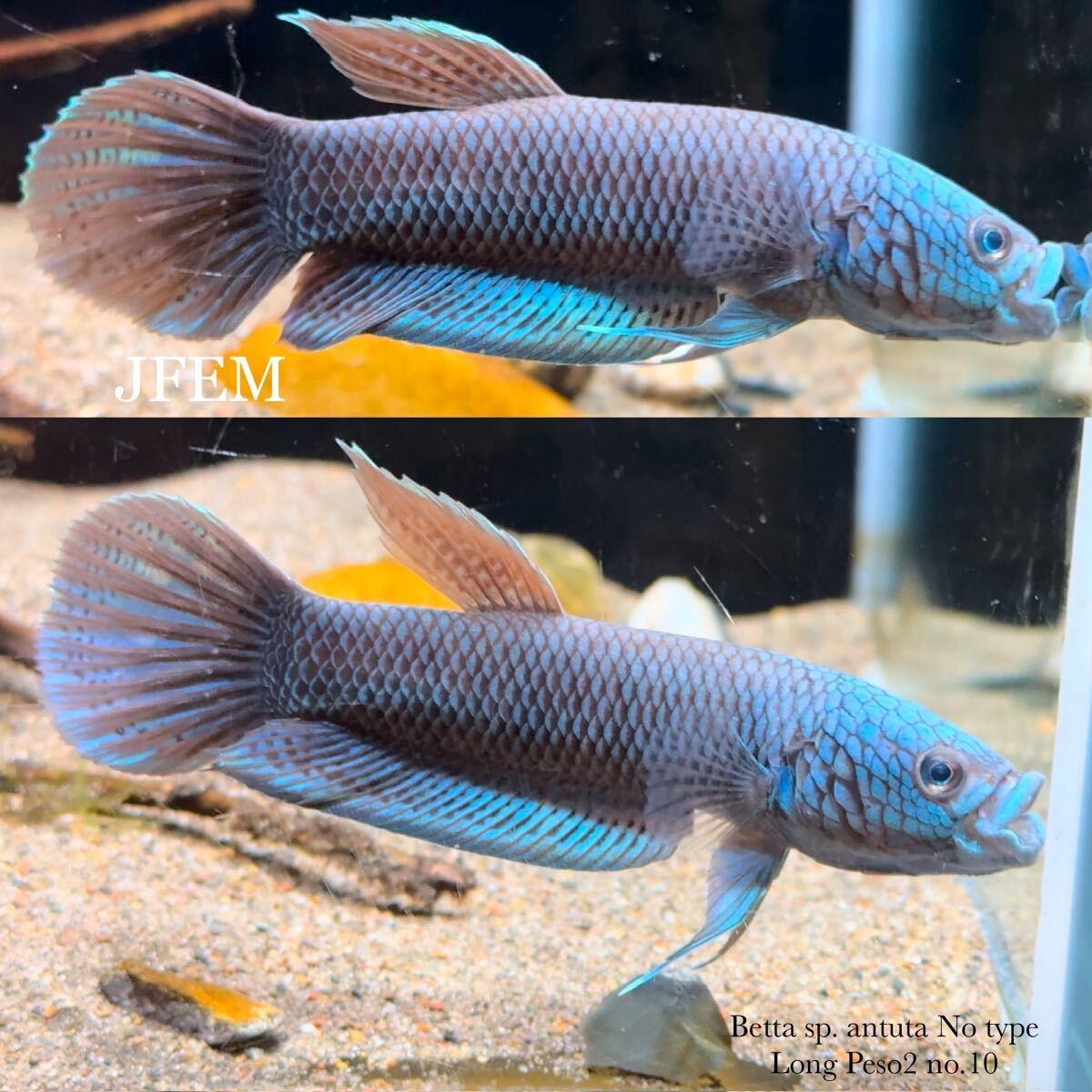 ベタsp.アントゥタ ノータイプ “ロンペソ2” Betta sp. antuta No type “Long Peso2” no.10/ ジェフェム JFEM拍卖