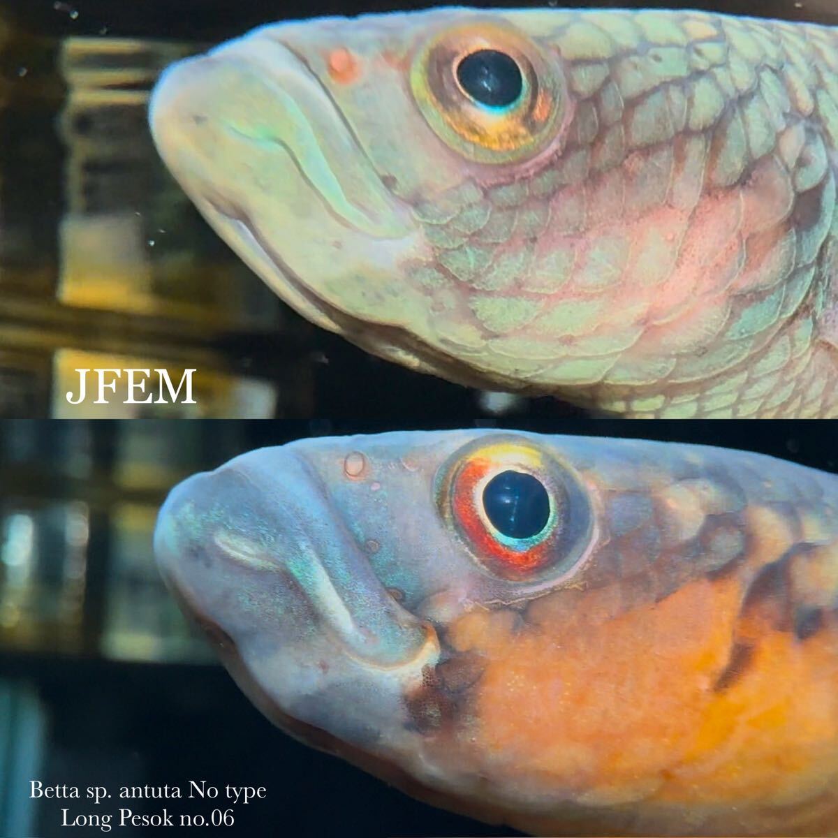 ベタsp.アントゥタ ノータイプ “ロンペソ1” Betta sp. antuta No type “Long Pesok” no.06/ ジェフェム JFEM拍卖