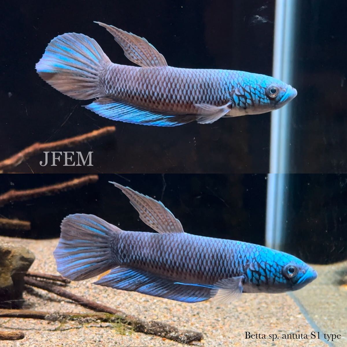 ベタsp.アントゥタ S1タイプ Betta sp. antuta S1 type ペア / ジェフェム JFEM拍卖